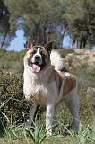 AKITA AMERICAIN 057